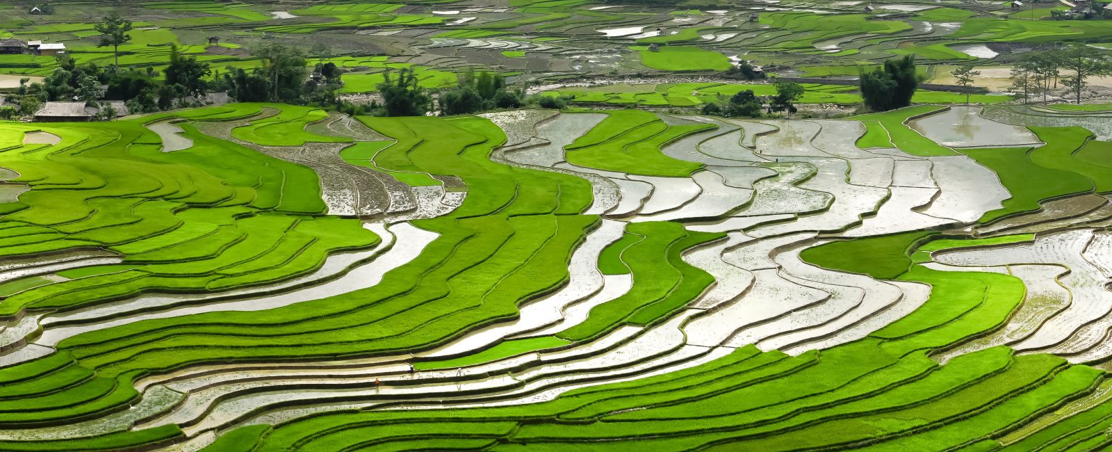 Vinhhalong